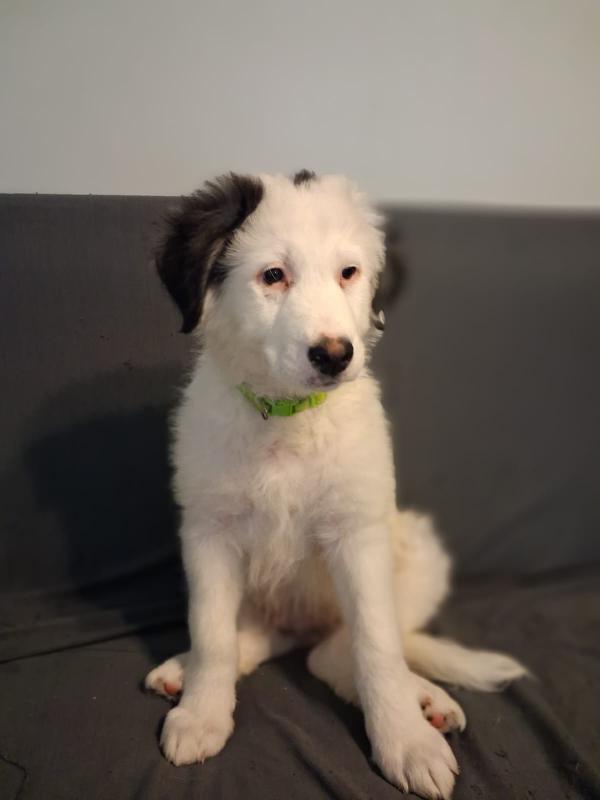 Cucciolo patatone Foto 2