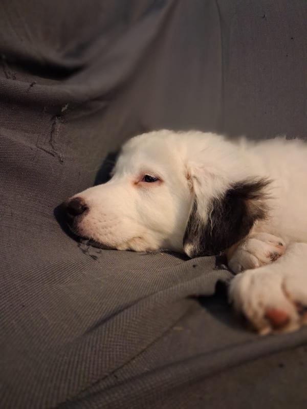 Cucciolo patatone Foto 3