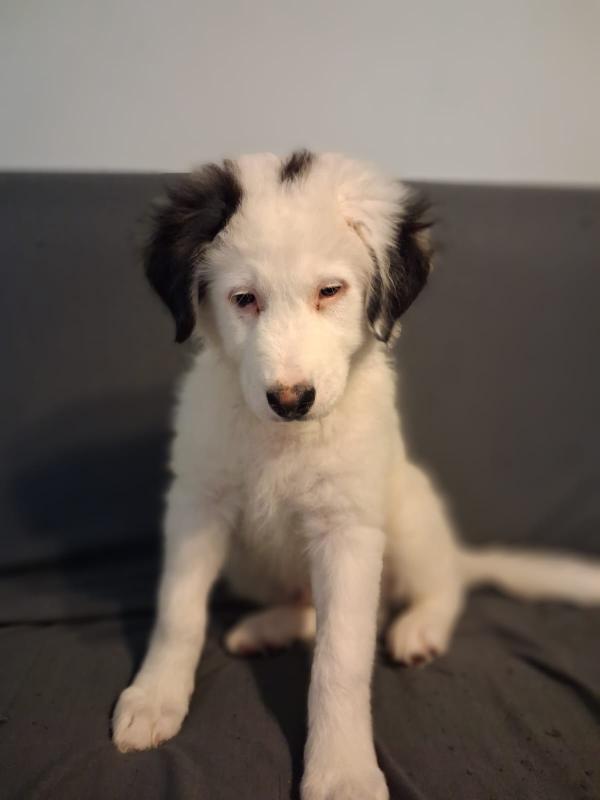 Cucciolo patatone Foto 4