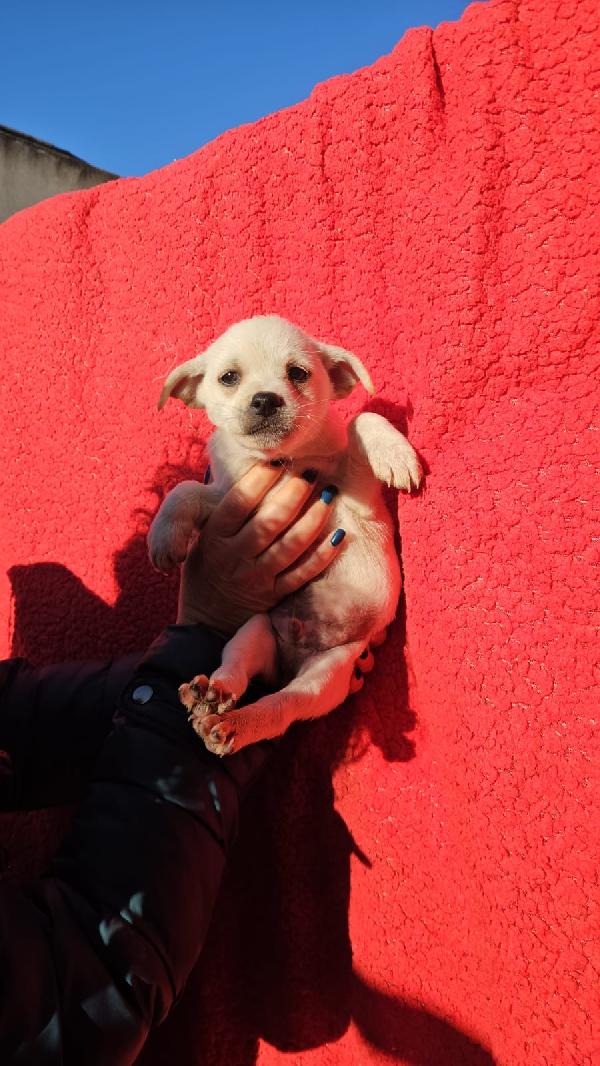 Elios splendido cucciolino cerca famiglia  Foto 3