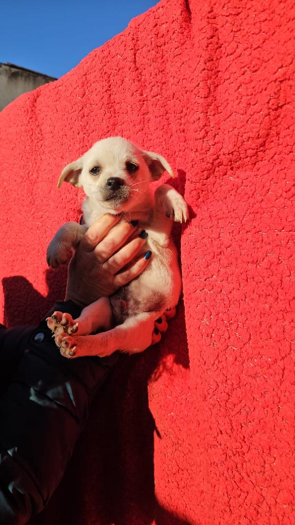 Elios splendido cucciolino cerca famiglia  Foto 4