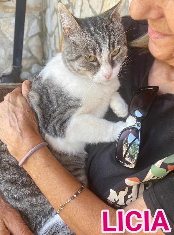 Licia, Tenera Micia In Adozione!