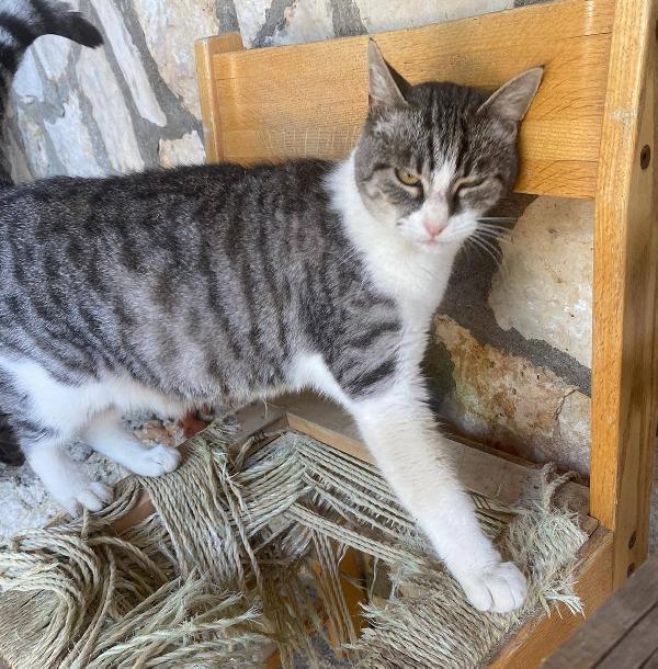 LICIA, tenera micia in adozione! Foto 2