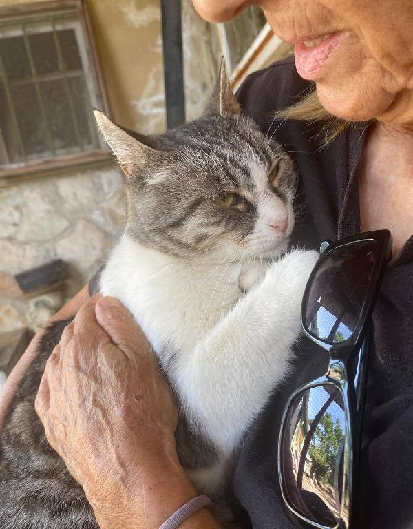 LICIA, tenera micia in adozione! Foto 5