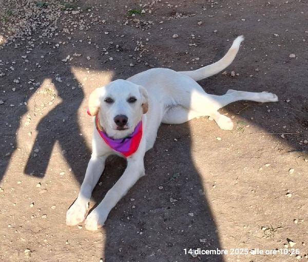 Erika Una Cucciolona Rimasta Sola 