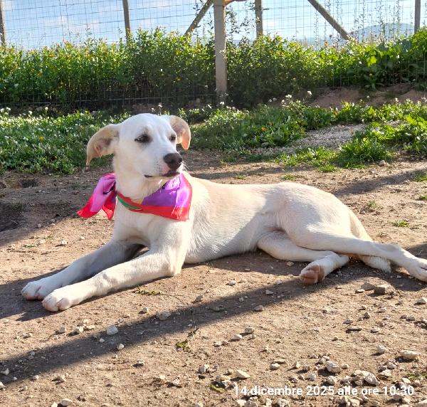 Erika una cucciolona rimasta sola  Foto 2