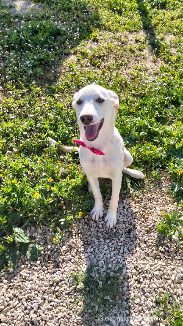 Erika una cucciolona rimasta sola  Foto 3