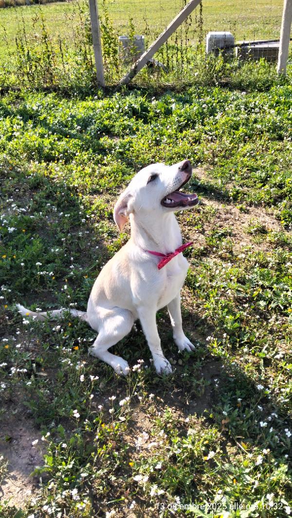 Erika una cucciolona rimasta sola  Foto 4