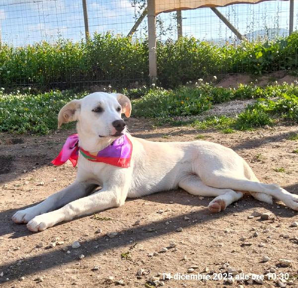 Erika una cucciolona rimasta sola  Foto 5