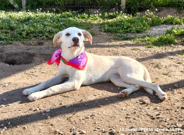 Erika una cucciolona rimasta sola  Foto 6