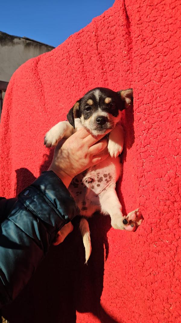 Selene: Cucciola Taglia Piccola 