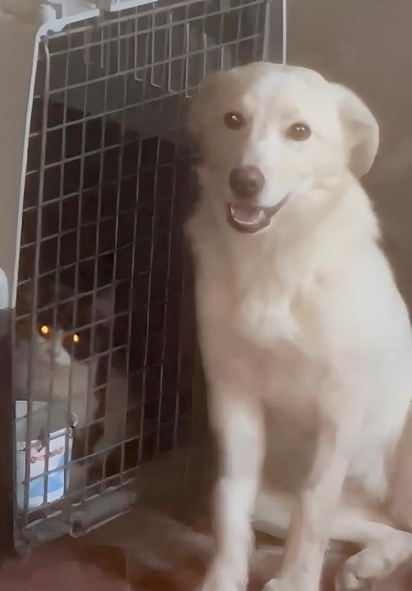 Zoomy cucciola di 8 mesi tg medio piccola cerca casa  Foto 2