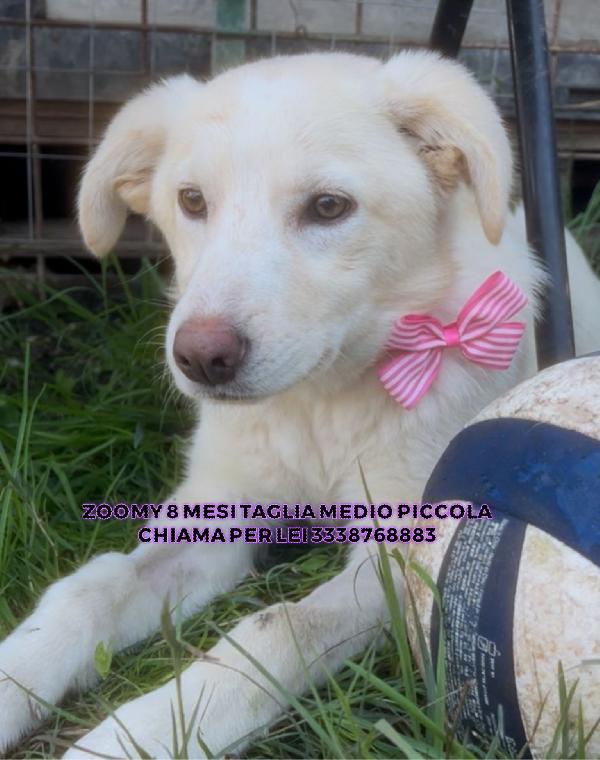 Zoomy cucciola di 8 mesi tg medio piccola cerca casa  Foto 3