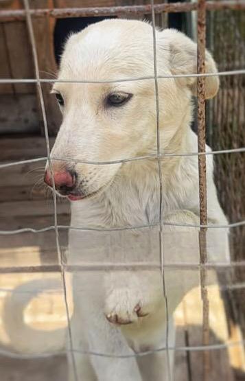 Zoomy cucciola di 8 mesi tg medio piccola cerca casa  Foto 4