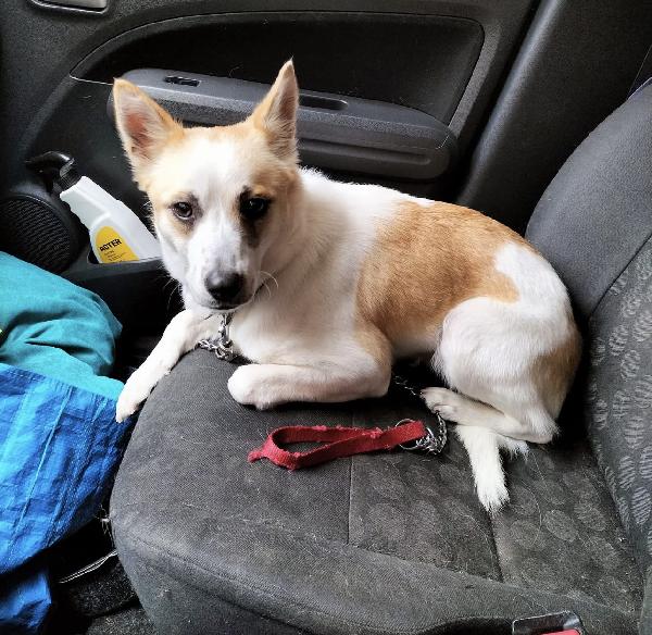 Nuvola Dolcissima Cagnolina Taglia Piccola 