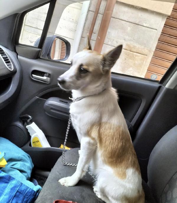 Nuvola dolcissima cagnolina taglia piccola  Foto 2