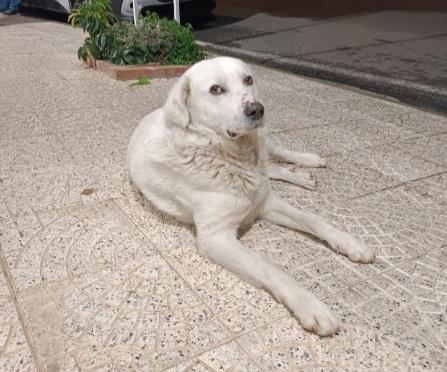 Maremmano Anzianetto 6Giorni X Non Andare In Canile! Sud