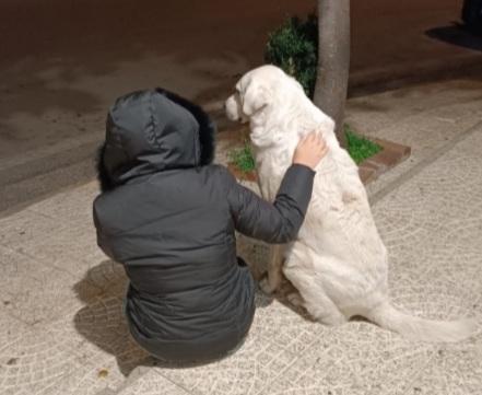 Maremmano anzianetto 6giorni x non andare in canile! SUD Foto 2