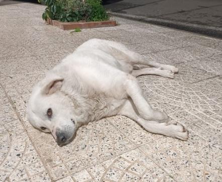 Maremmano anzianetto 6giorni x non andare in canile! SUD Foto 3