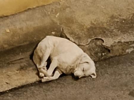 Maremmano anzianetto 6giorni x non andare in canile! SUD Foto 4