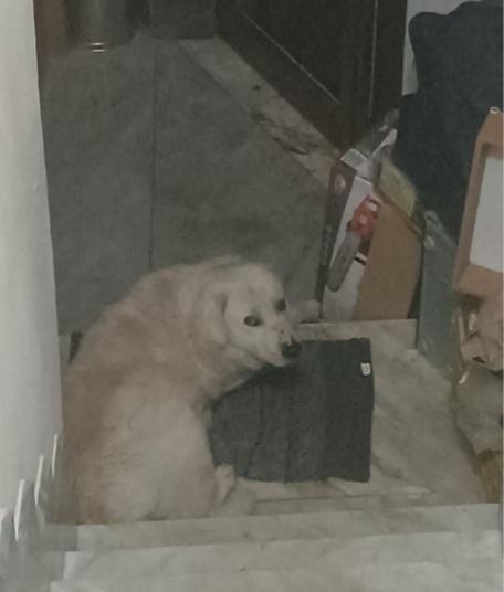 Maremmano anzianetto 6giorni x non andare in canile! SUD Foto 6