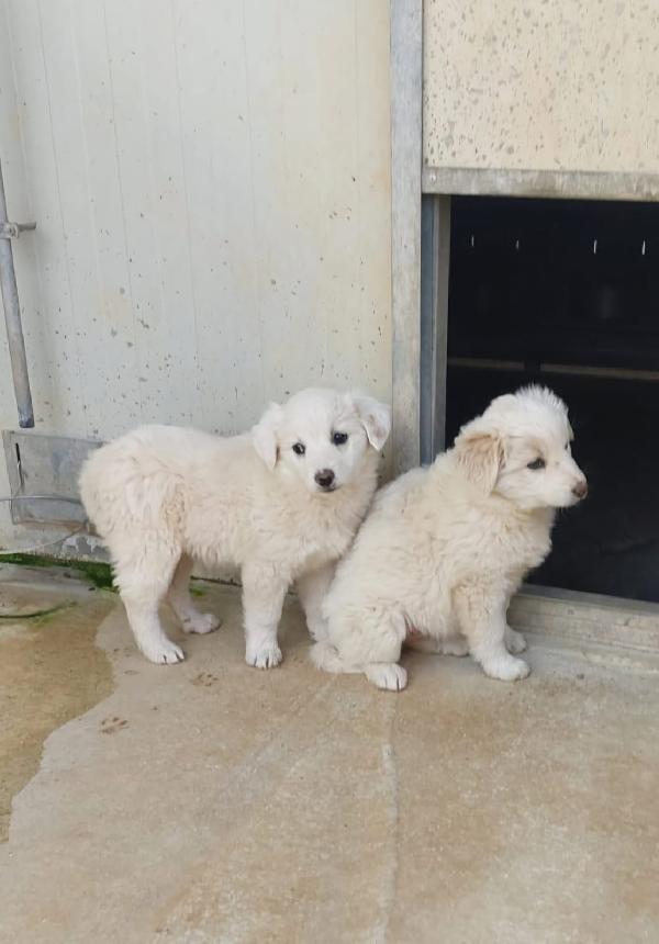 Viola e Lilla Foto 2