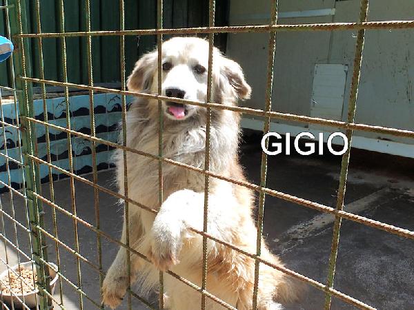 Gigio Socievole E Allegro