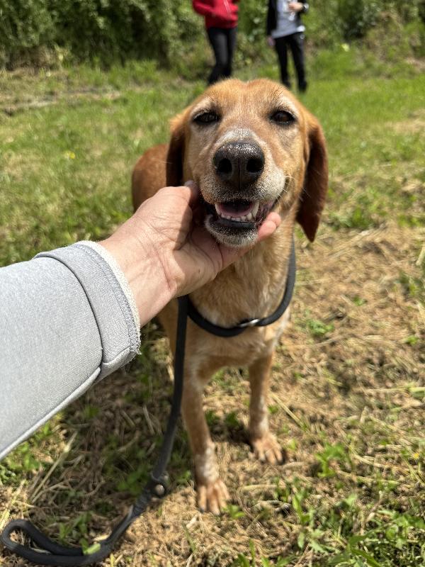 Pia Cagnolina Affettuosa 15Kg 6 Anni