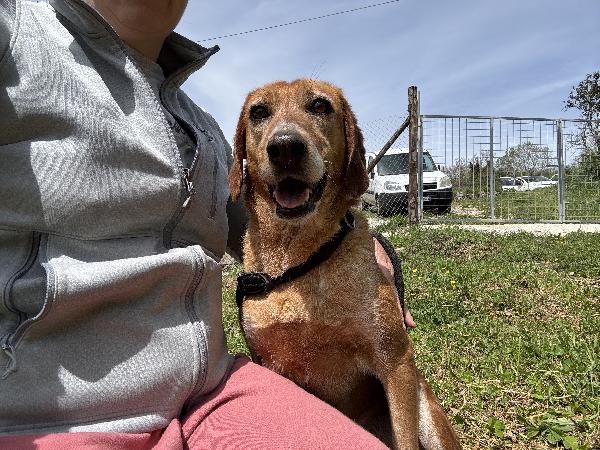 Pia cagnolina affettuosa 15kg 6 anni Foto 2