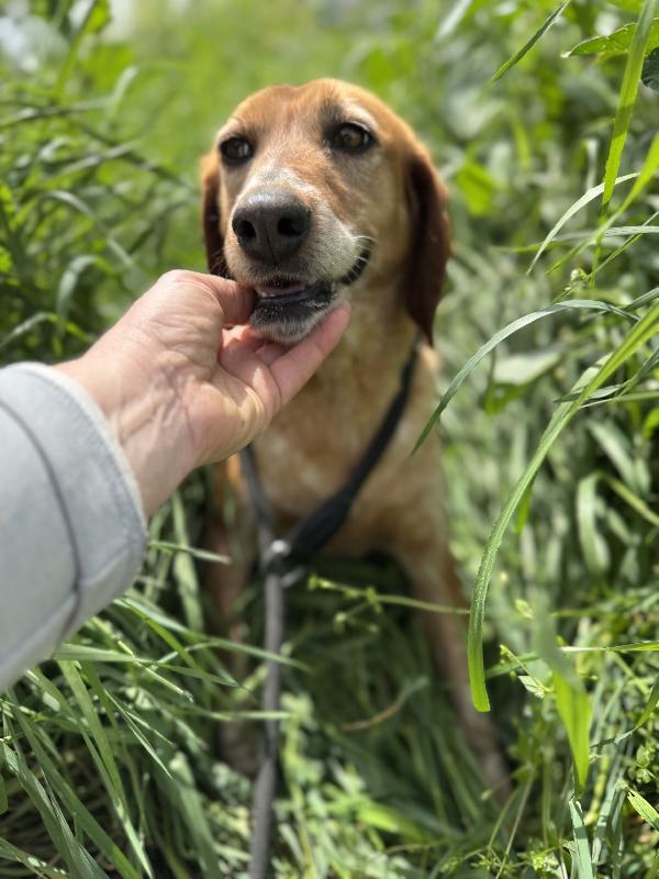 Pia cagnolina affettuosa 15kg 6 anni Foto 4