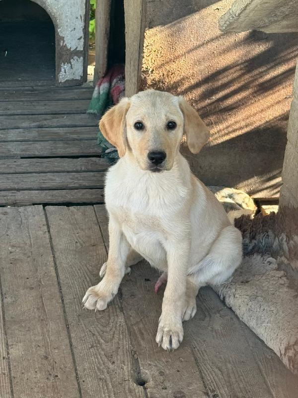 Labradorini 🤍 Foto 2