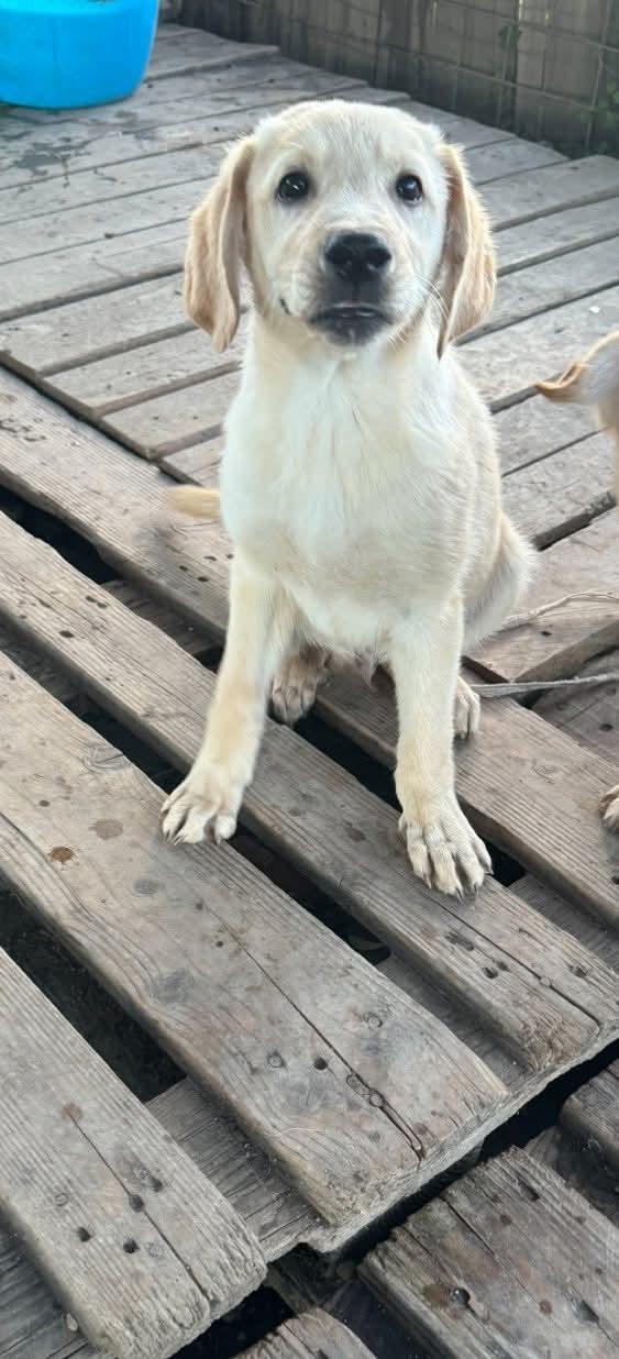 Labradorini 🤍 Foto 3