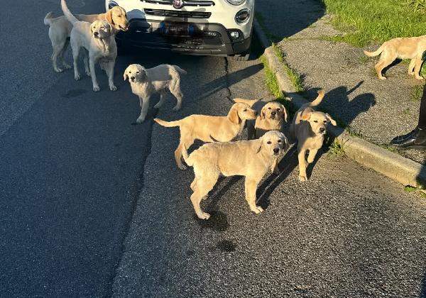 Labradorini 🤍 Foto 4