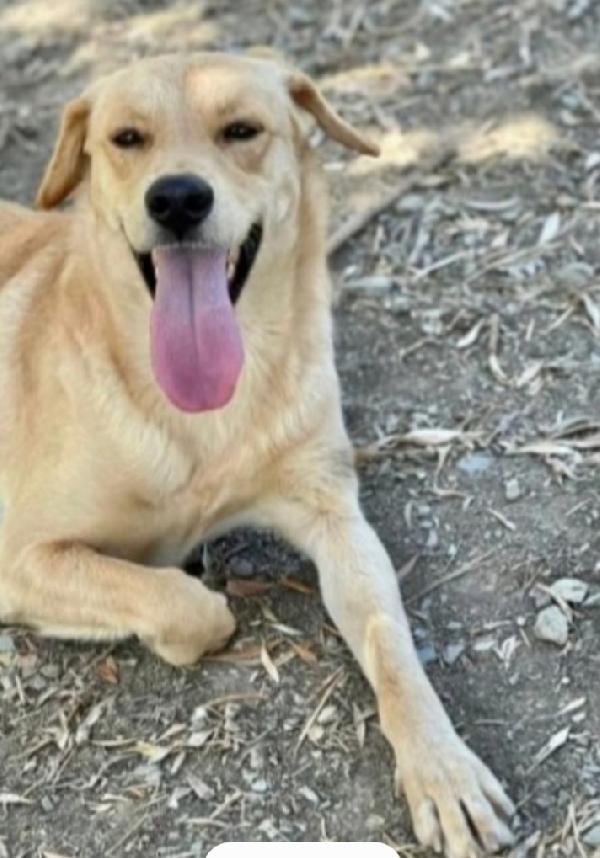 Giulio 3Anni Cresciuto In Rifugio. Napoli