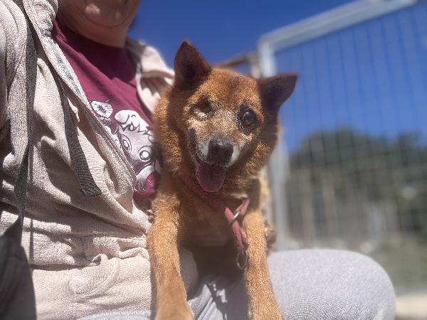 Nonnino Cieco  Di Taglia Piccola In Canile