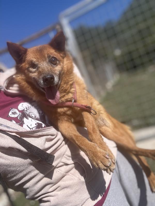 Nonnino cieco  di taglia piccola in canile Foto 2