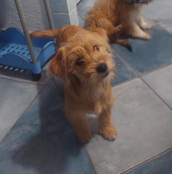 Birba e Bobby cuccioli deliziosi aspettano una famiglia Foto 3