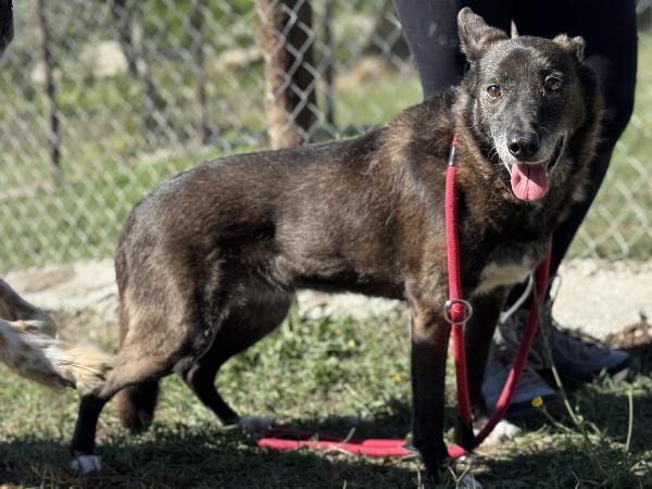 Capucine In Canile Da 12 Anni Sogna Una Famiglia