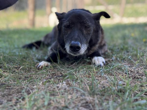 Capucine in canile da 12 anni sogna una famiglia Foto 3
