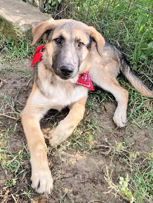 ZAC,DOLCEZZA INFINITA,IN CANILE.ADOTTABILE IN TUTTA ITALIA! Foto 4