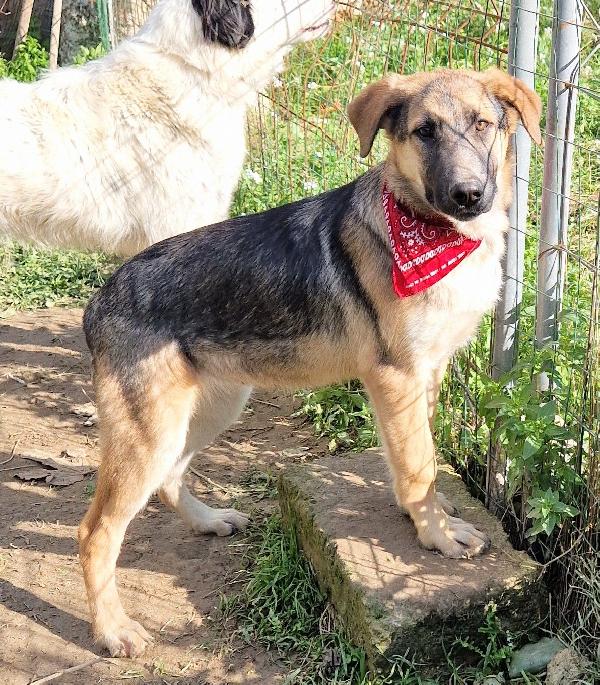 ZAC,DOLCEZZA INFINITA,IN CANILE.ADOTTABILE IN TUTTA ITALIA! Foto 5