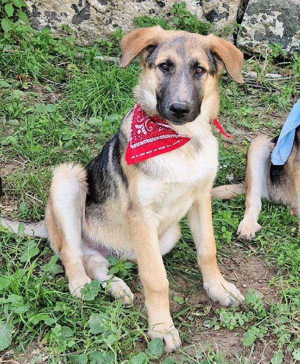 ZAC,DOLCEZZA INFINITA,IN CANILE.ADOTTABILE IN TUTTA ITALIA! Foto 7