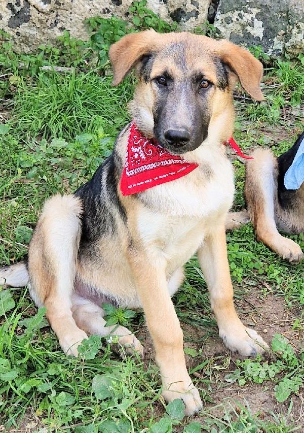 ZAC,DOLCEZZA INFINITA,IN CANILE.ADOTTABILE IN TUTTA ITALIA! Foto 9