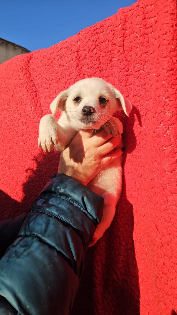 Ester: Cucciola Taglia Piccola 