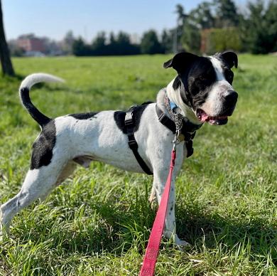 BLACK GENTILCANE Foto 2