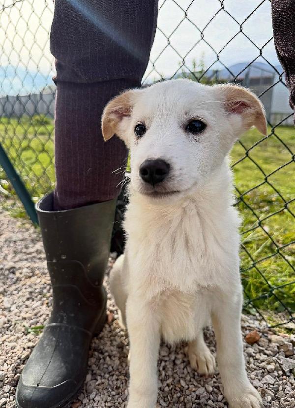 Simba E Baron Cuccioli In Cerca Di Casa 