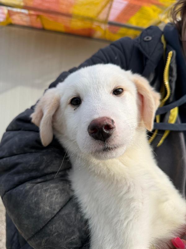 Simba e Baron cuccioli in cerca di casa  Foto 2
