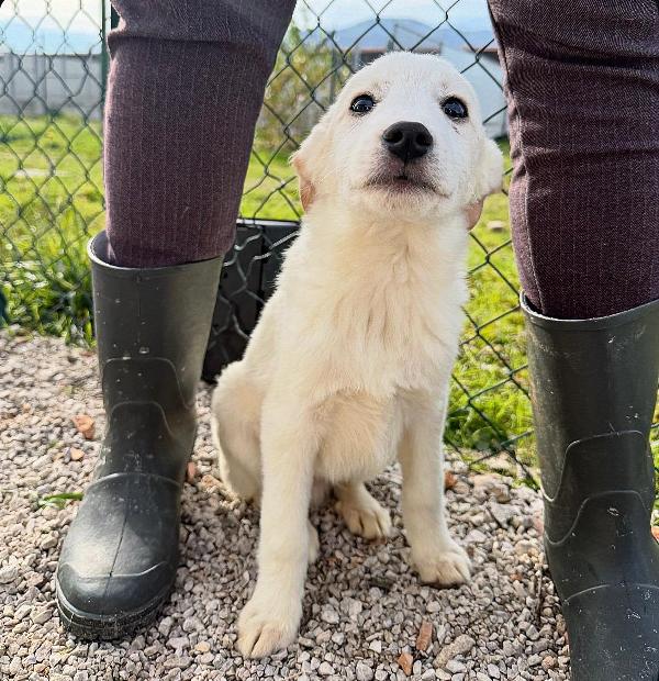 Simba e Baron cuccioli in cerca di casa  Foto 3