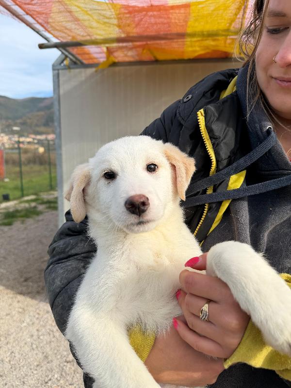 Simba e Baron cuccioli in cerca di casa  Foto 4