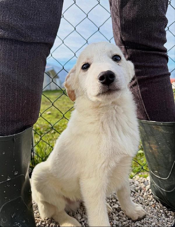 Simba e Baron cuccioli in cerca di casa  Foto 5